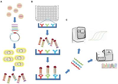 Simultaneous measurement of the antibody responses against SARS-CoV-2 and its multiple variants by a phage display mediated immuno-multiplex quantitative PCR-based assay